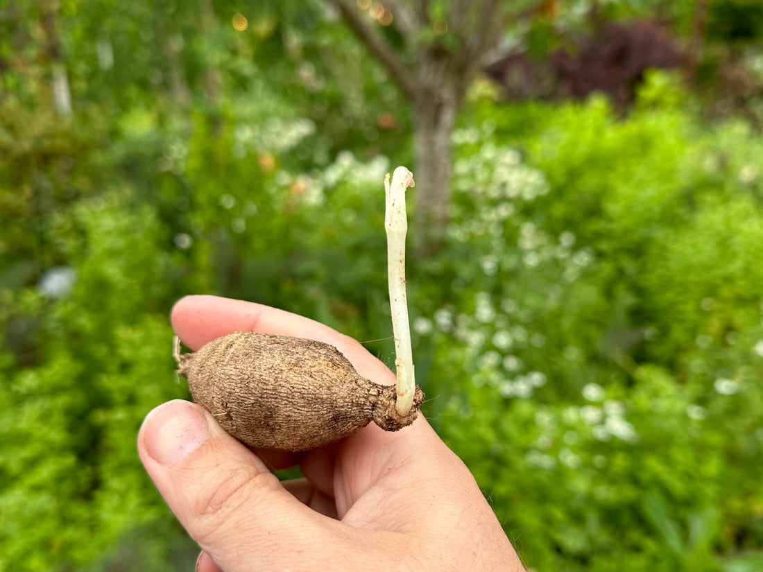 When and How to Plant Dahlia Tubers