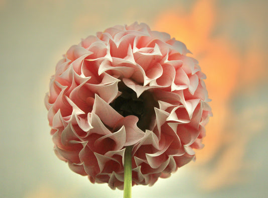 What exactly is a tuber?