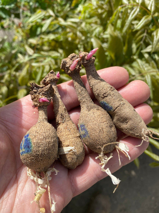 Sometimes The Best Tubers Are The Worst Tubers