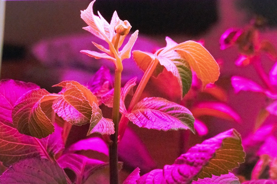 Growing Dahlias from Cuttings