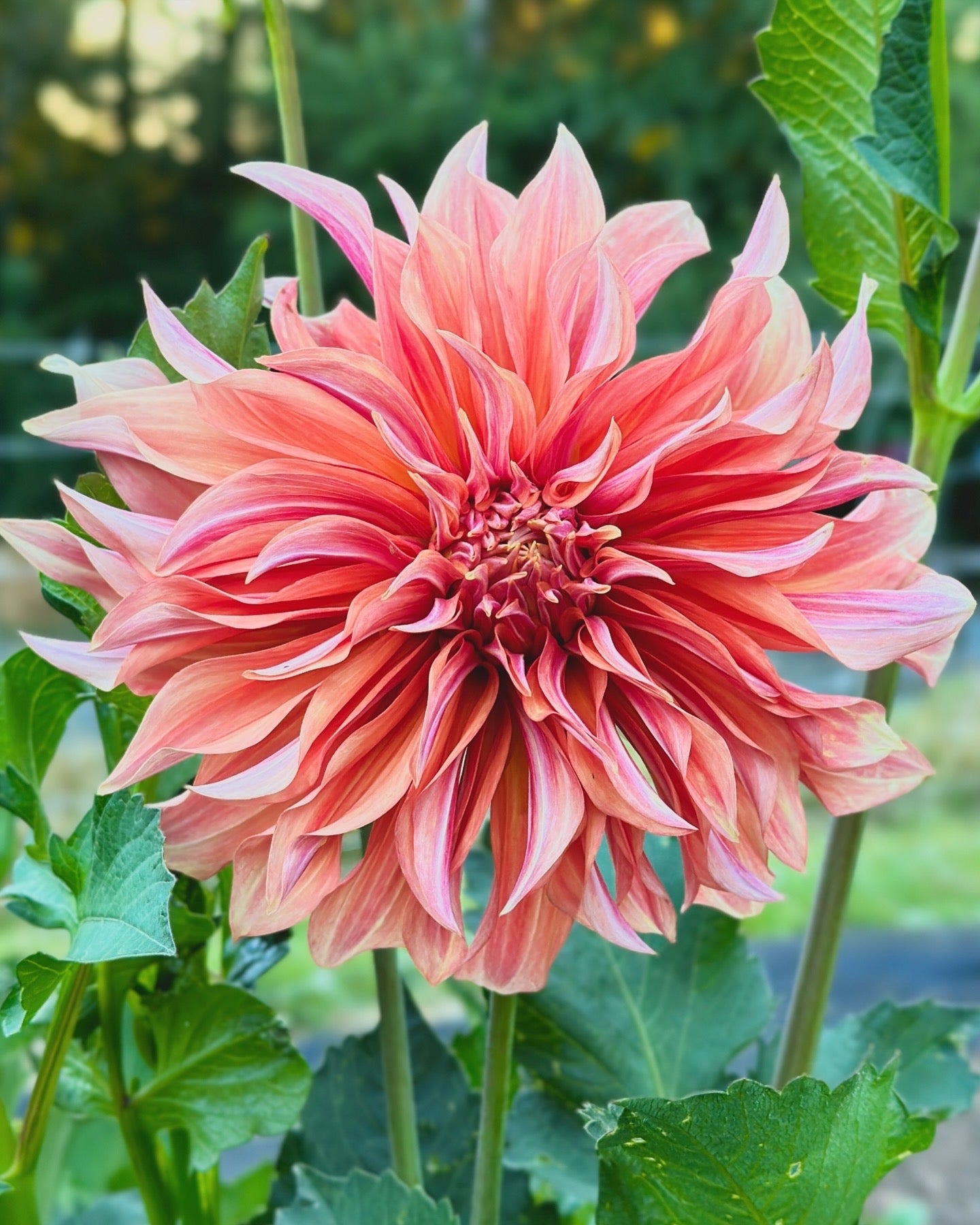 Bell’s Candela Rooted Cutting