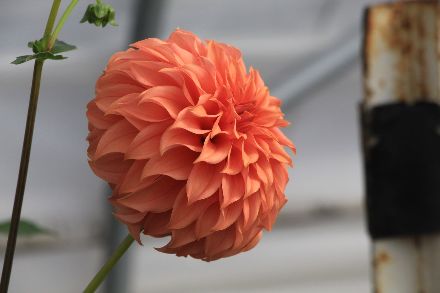 Bell’s Momo Rooted Cutting