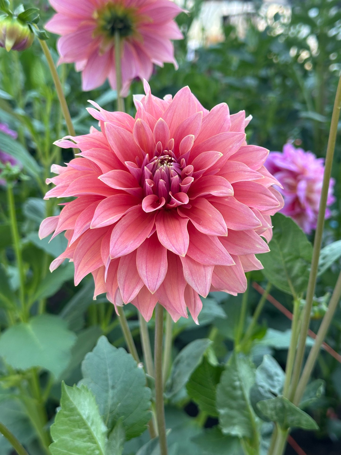 Bell’s Bobbie Dazzler