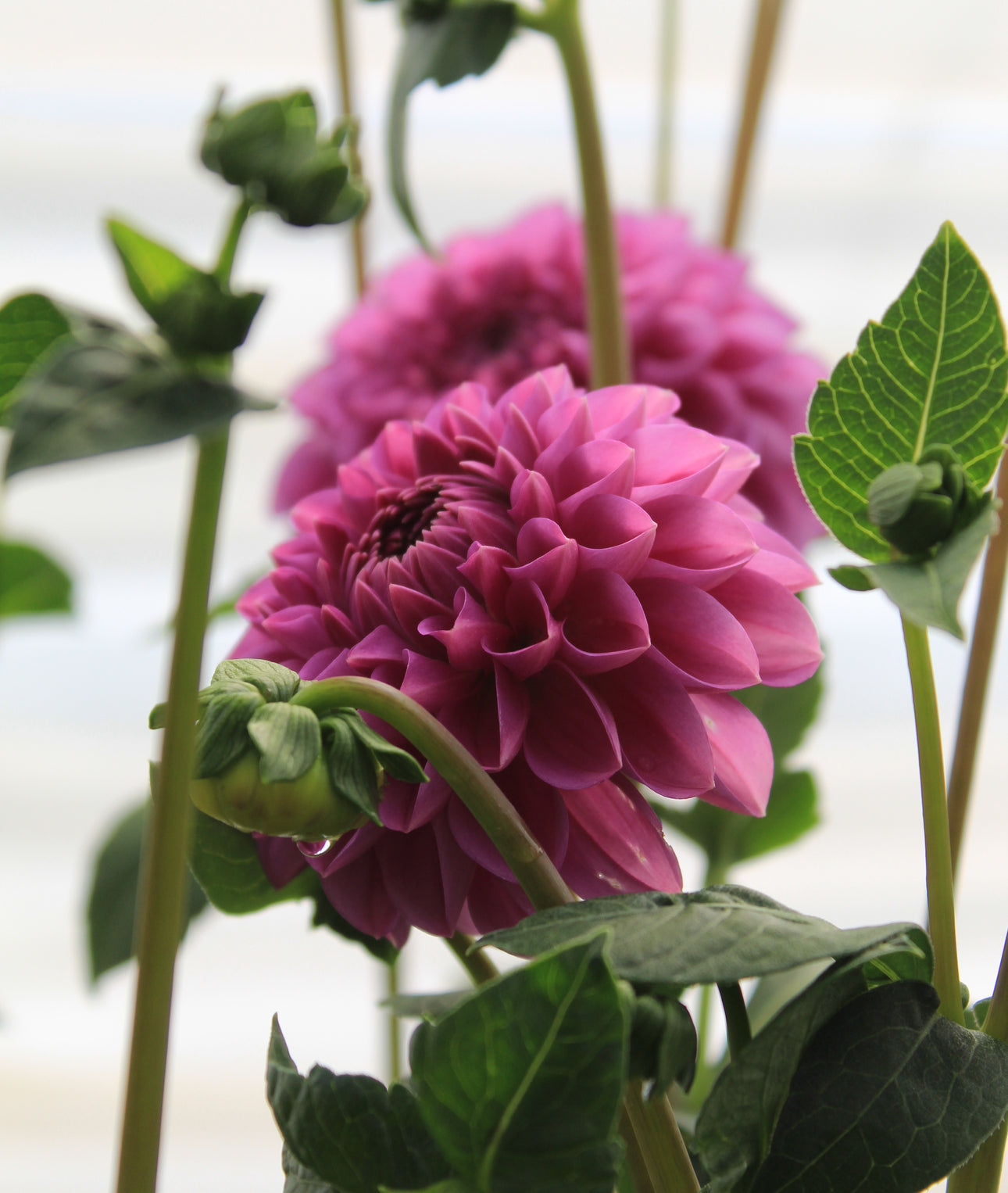 Bell’s Northern Sky Rooted Cutting