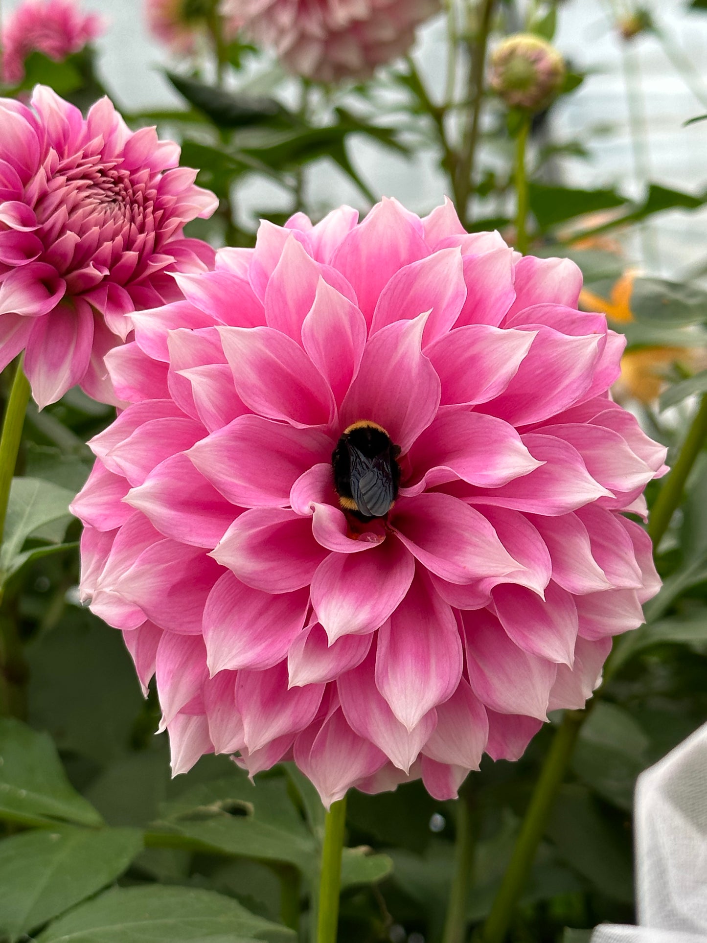 Bell’s Sweet Serendipity Rooted Cutting