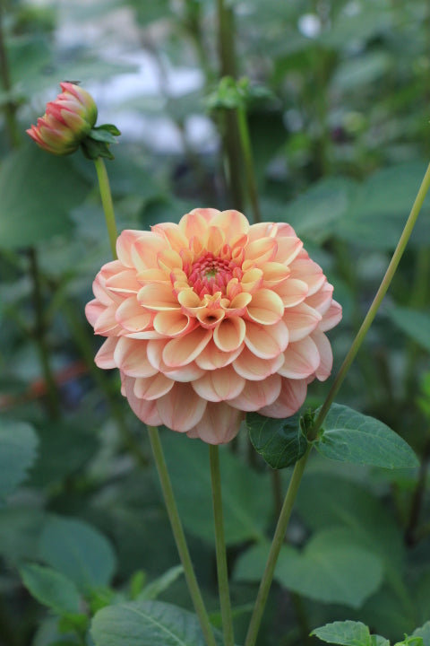 Bell’s Palermo Rooted Cutting