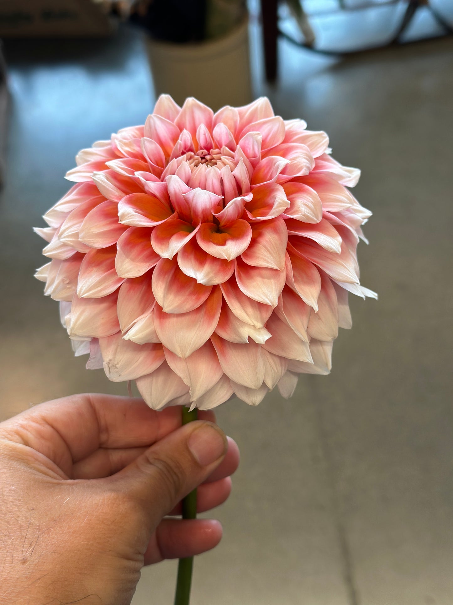 Bell’s Bonbori Rooted Cutting