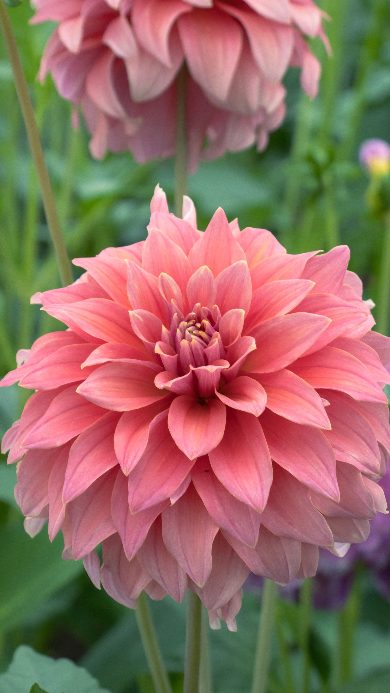 Bell’s Bobbie Dazzler