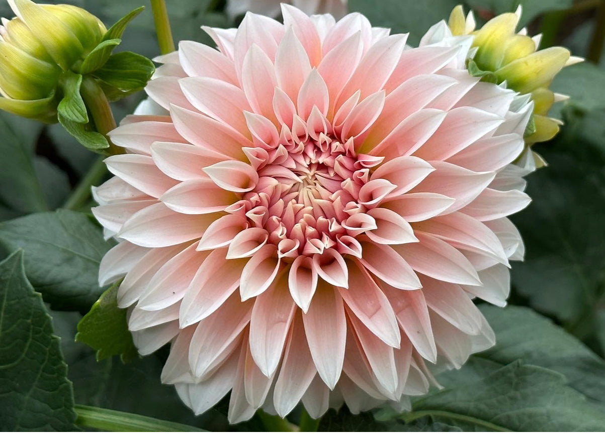 Bell’s La Peche Mode Rooted Cutting