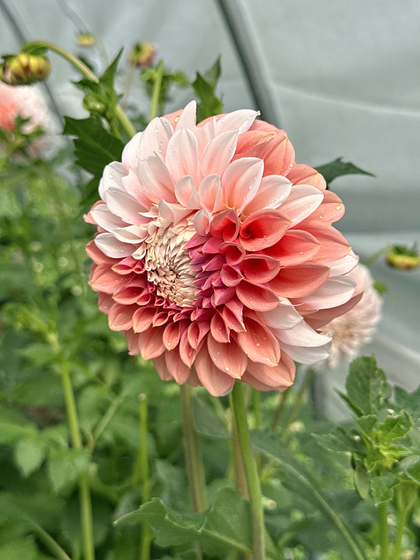 Bell’s Guava Queen