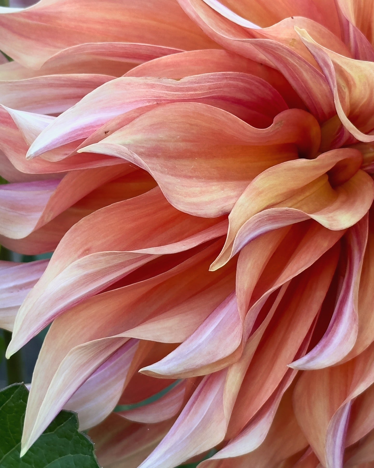 Bell’s Candela Rooted Cutting