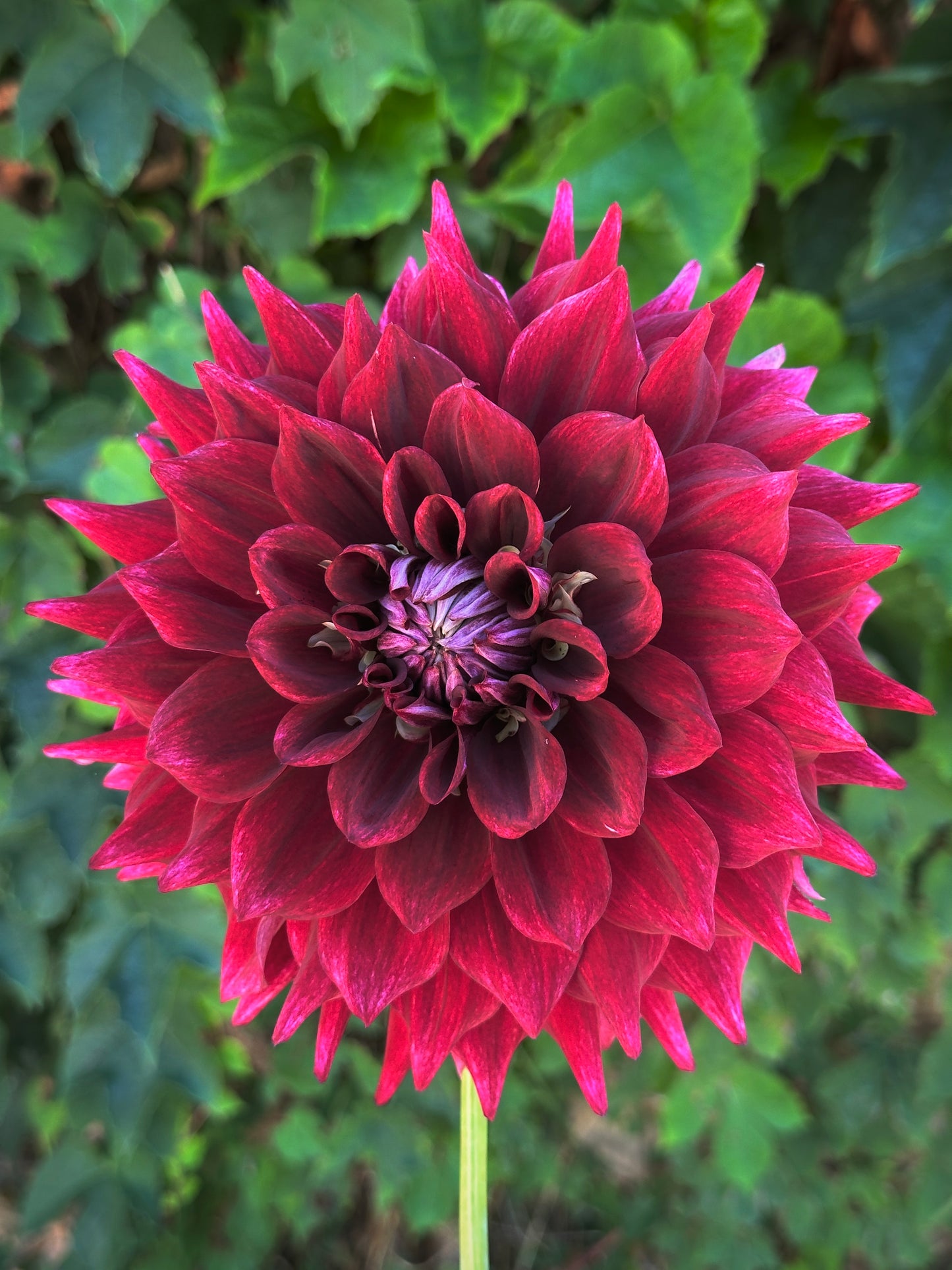 Bell’s Soul Survivor Rooted Cutting