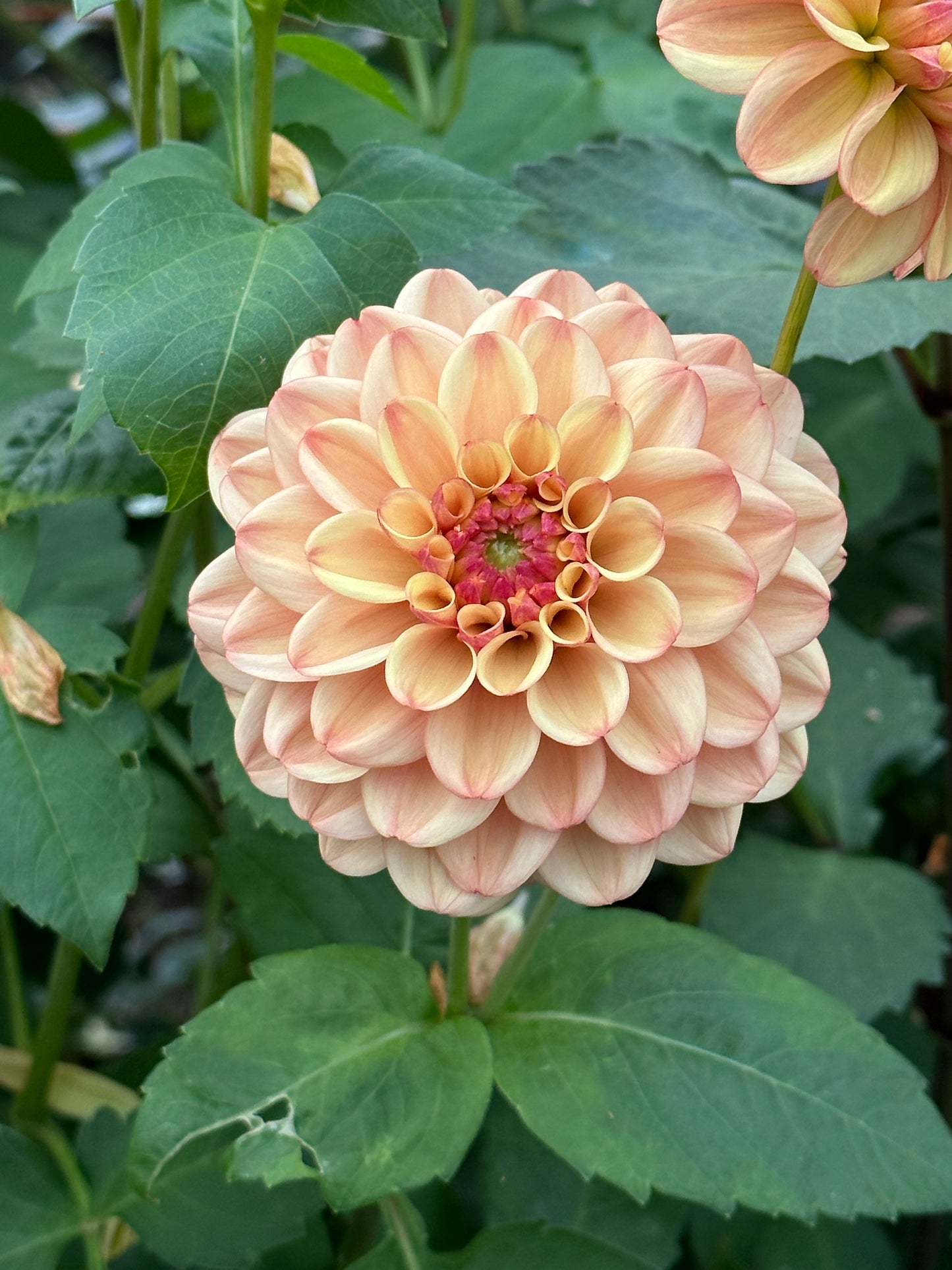 Bell’s Palermo Rooted Cutting