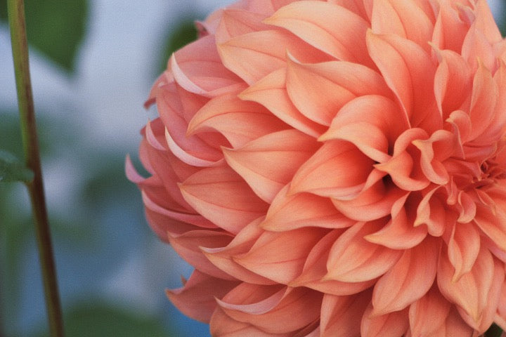 Bell’s Momo Rooted Cutting