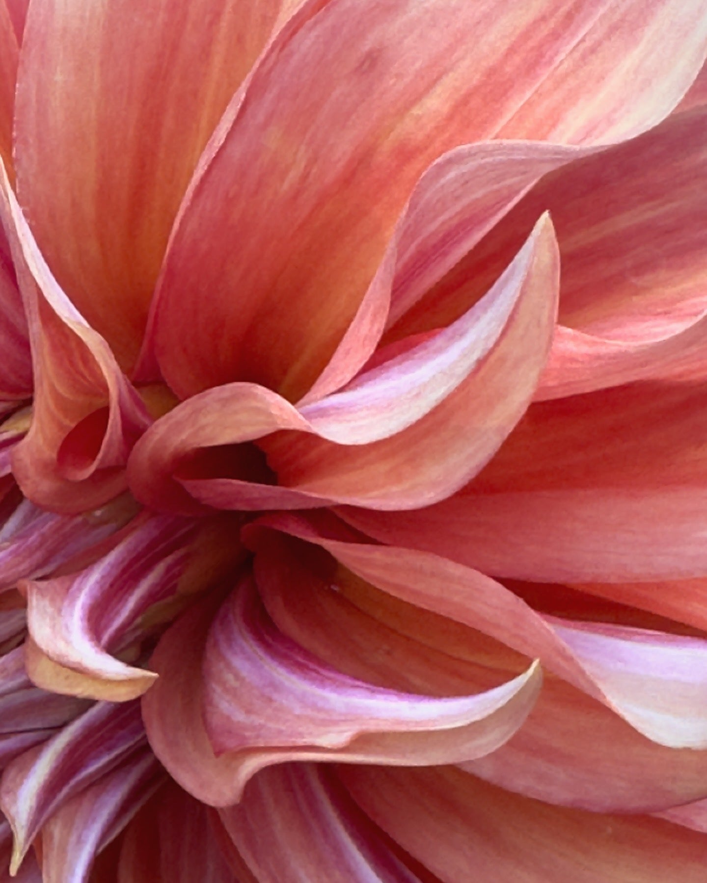 Bell’s Candela Rooted Cutting