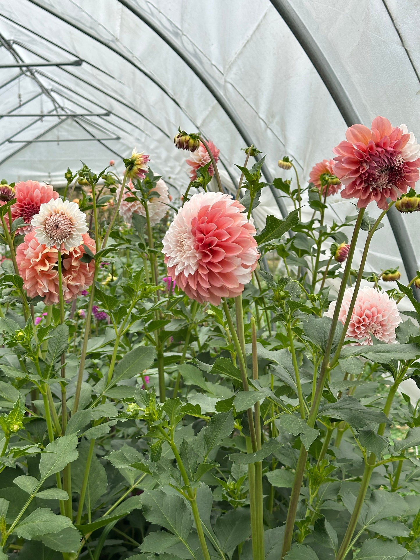 Bell’s Guava Queen