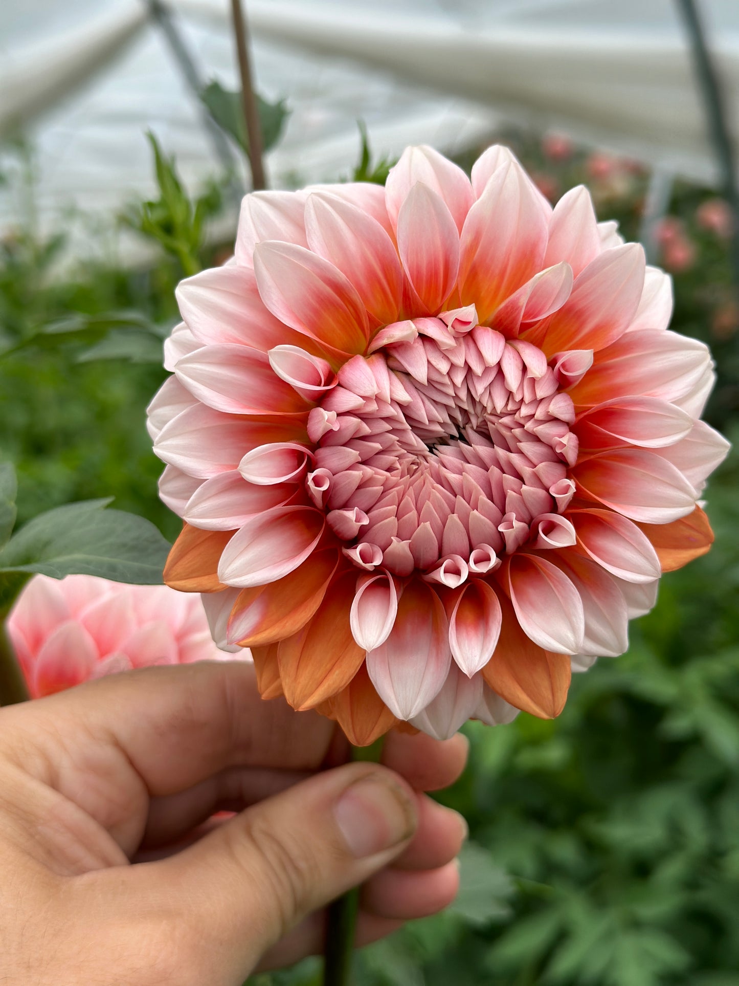 Bell’s Bonbori Rooted Cutting