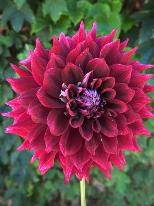 Bell’s Soul Survivor Rooted Cutting