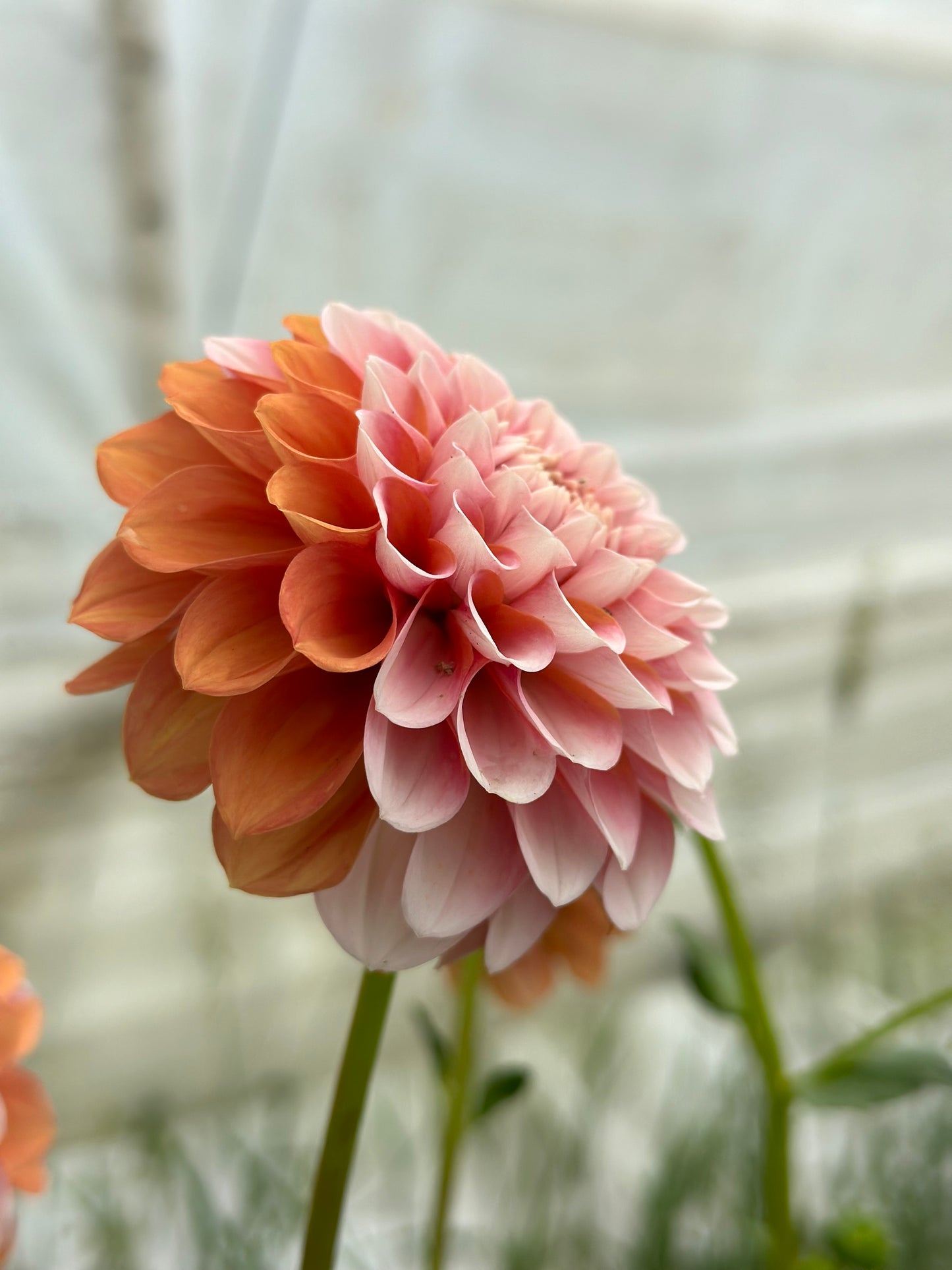 Bell’s Sienna Rose