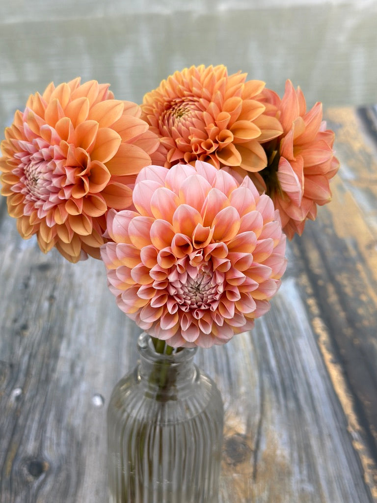 Bell’s Otago Rooted Cutting