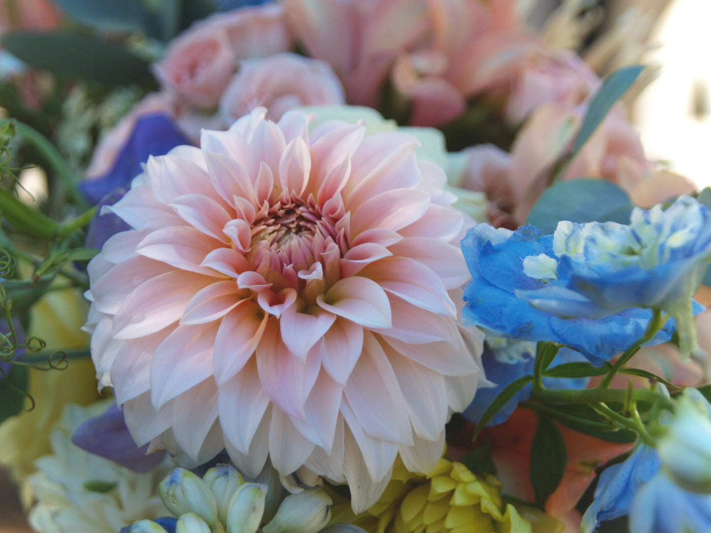 Bell’s La Peche Mode Rooted Cutting