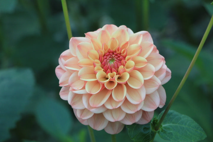 Bell’s Palermo Rooted Cutting