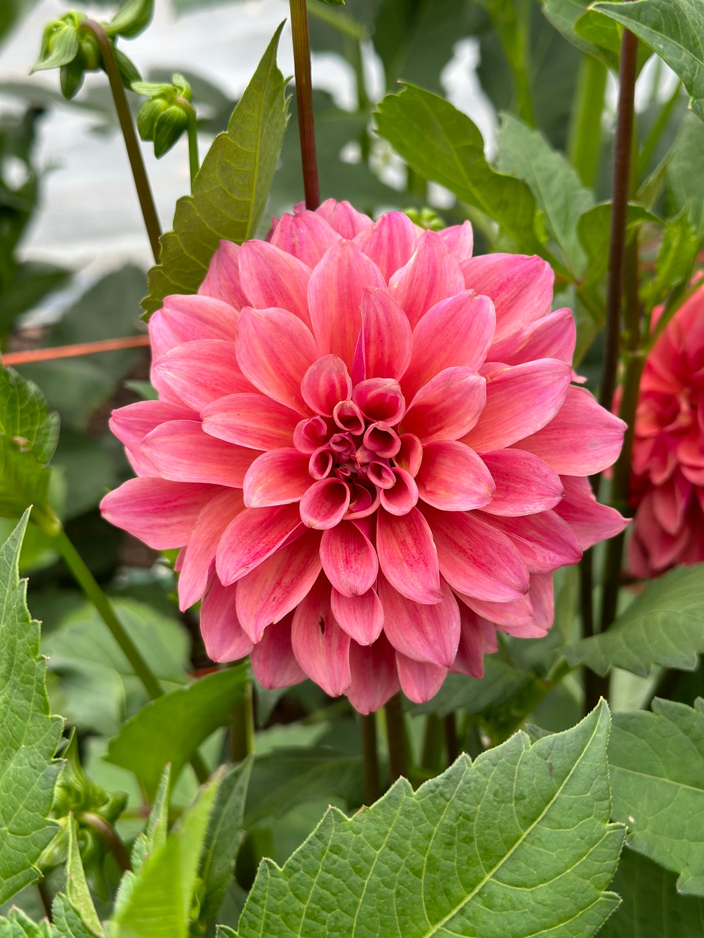 Bell’s Naima Rooted Cutting