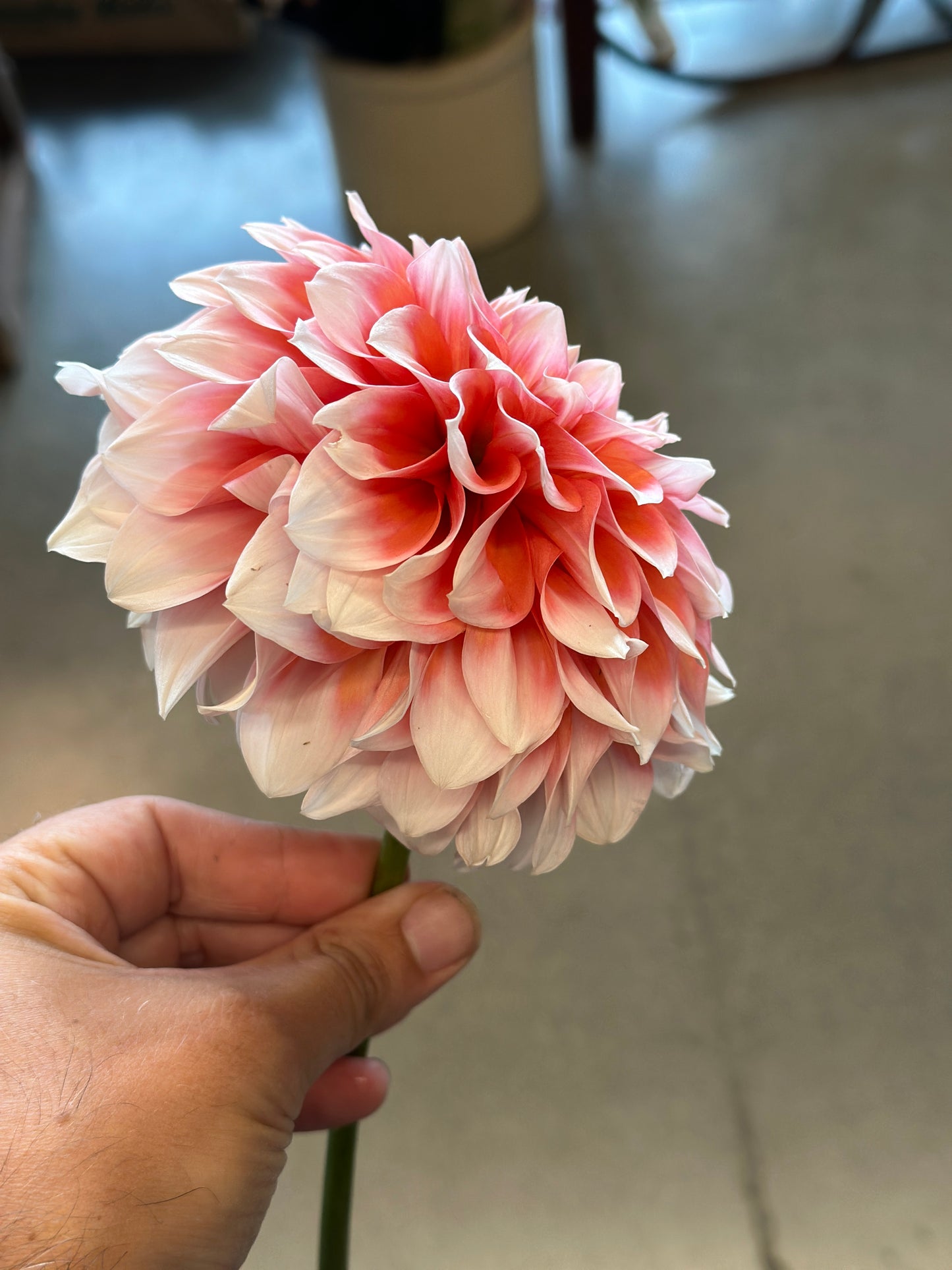 Bell’s Bonbori Rooted Cutting