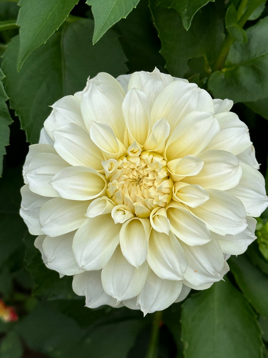 Bell’s Virginia Plain