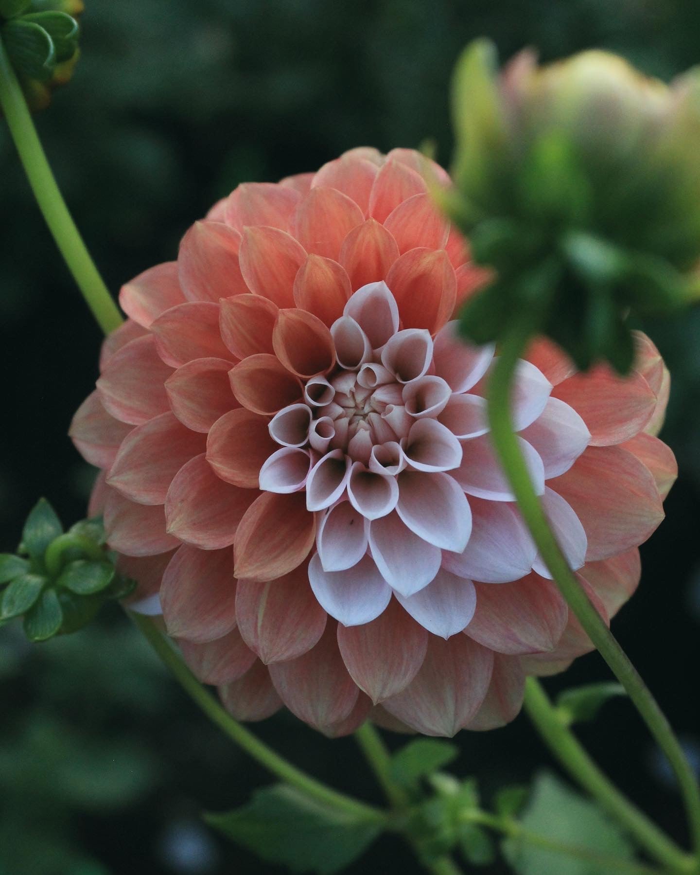 Bell’s Sienna Rose