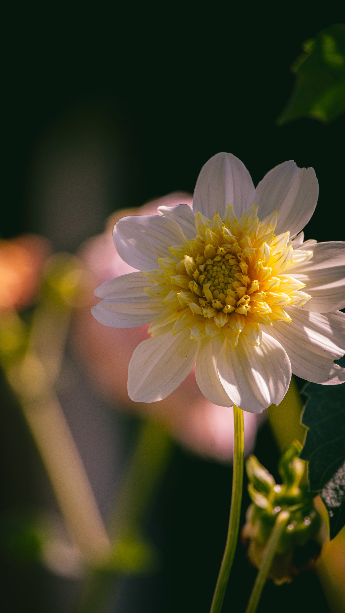 Bell's Pollinator Selection