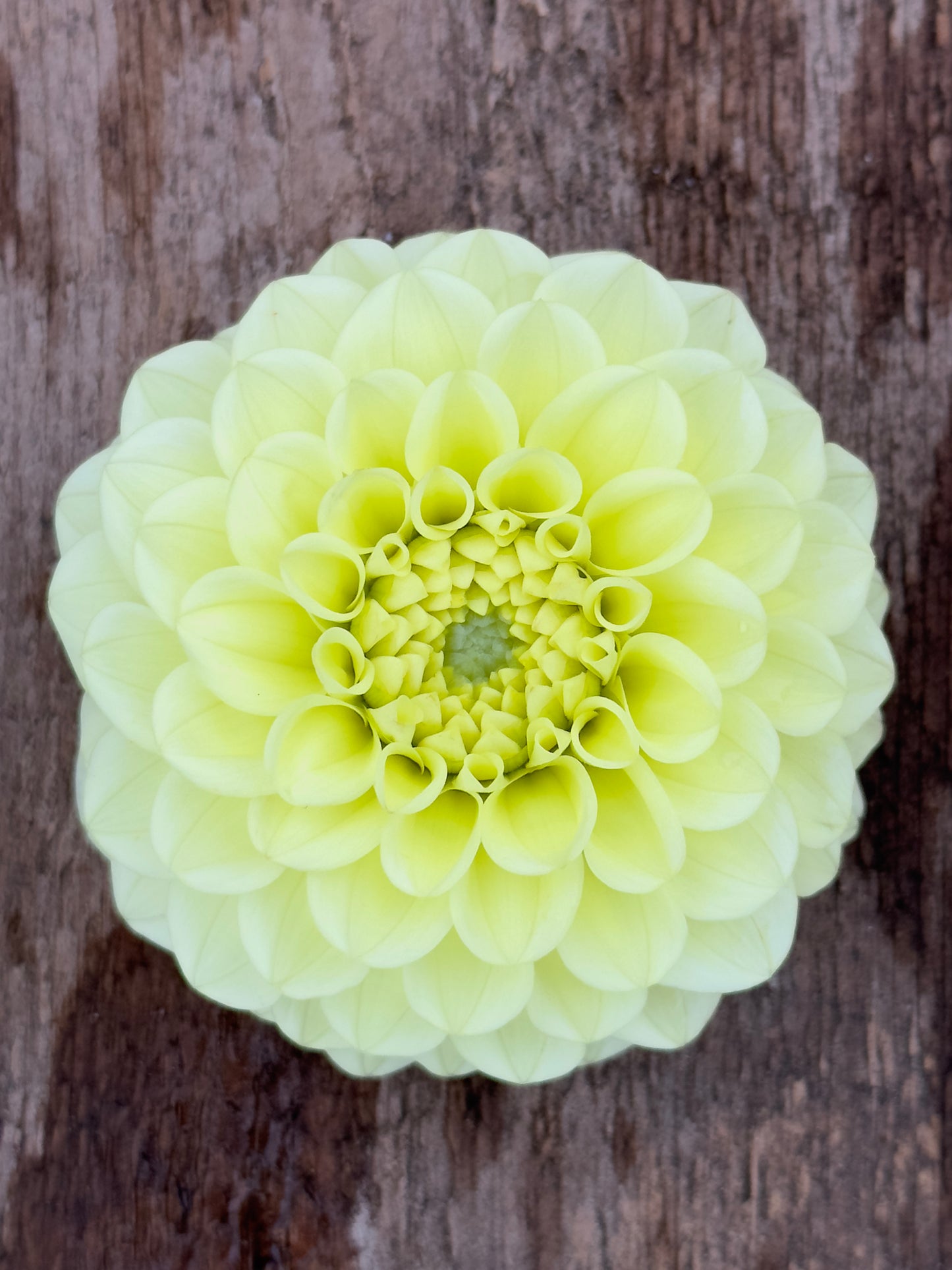 Bell’s Limelight Rooted Cutting