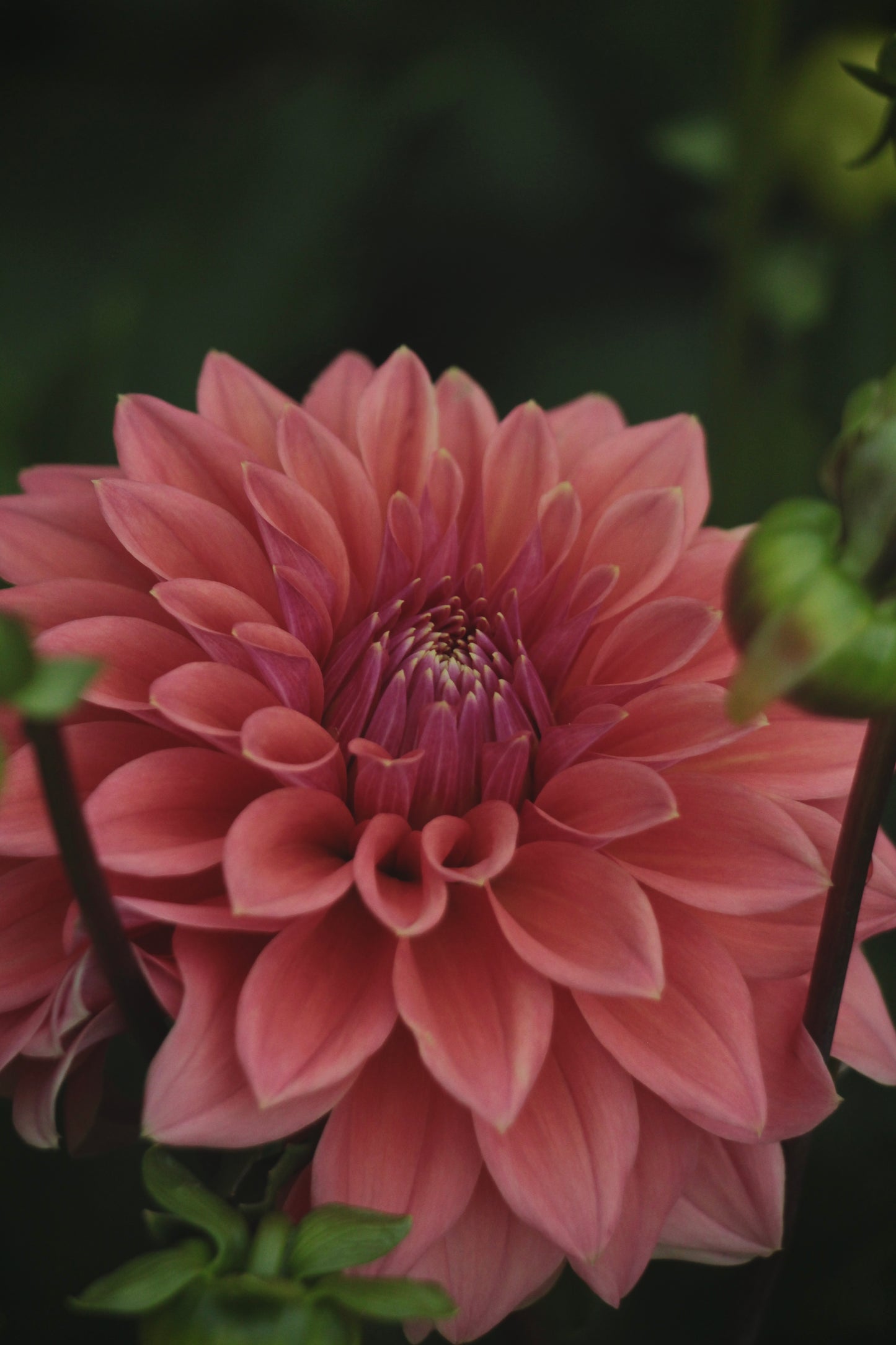 Bell’s Naima Rooted Cutting