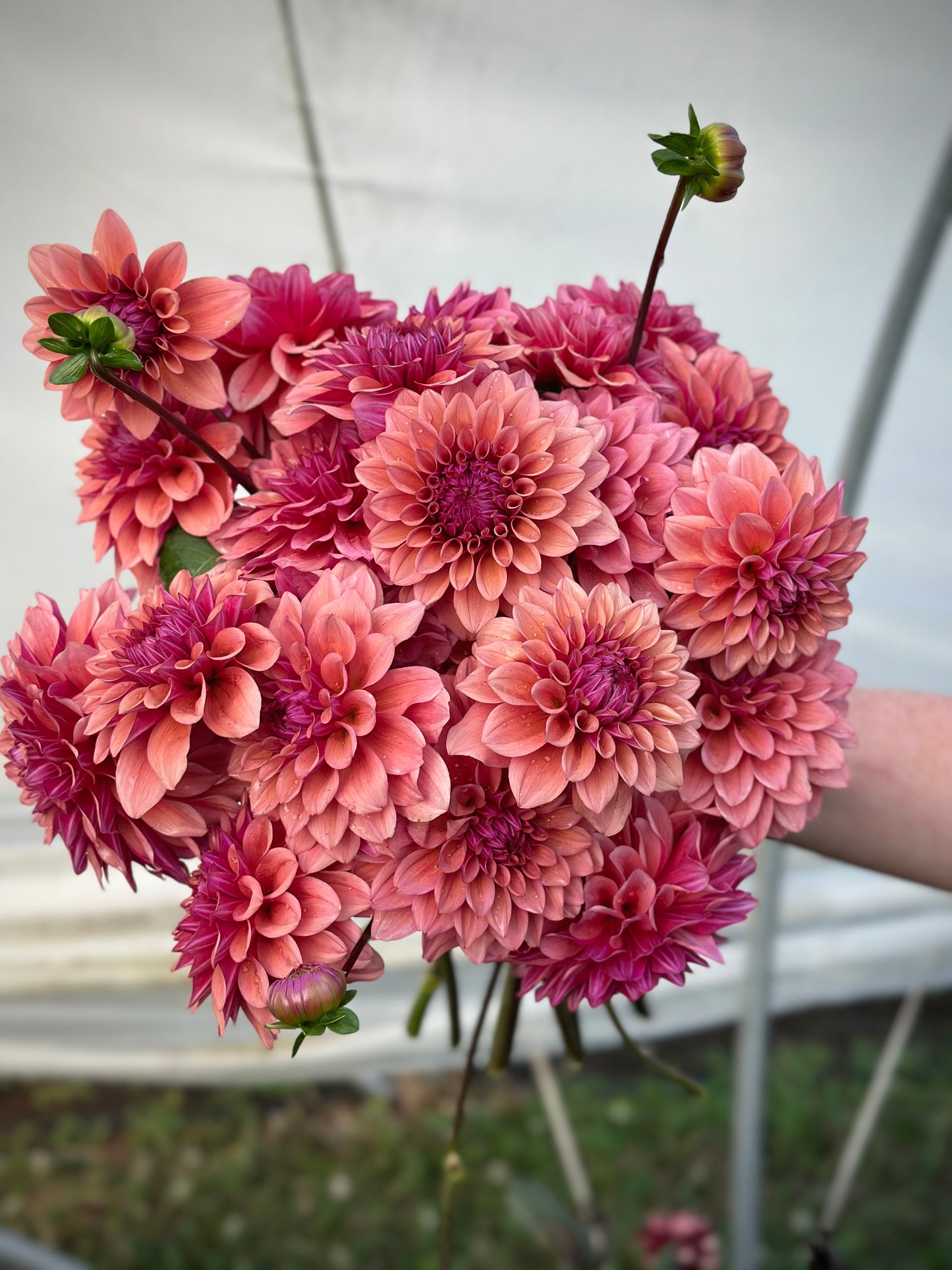 Bell’s Naima Rooted Cutting