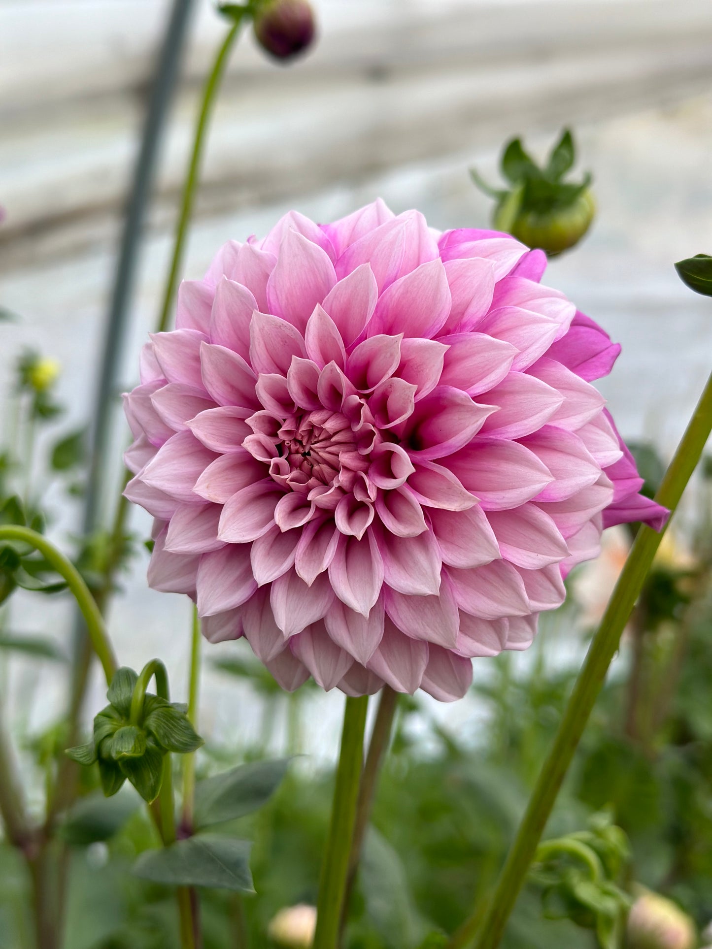 Bell’s Sweet Serendipity Rooted Cutting