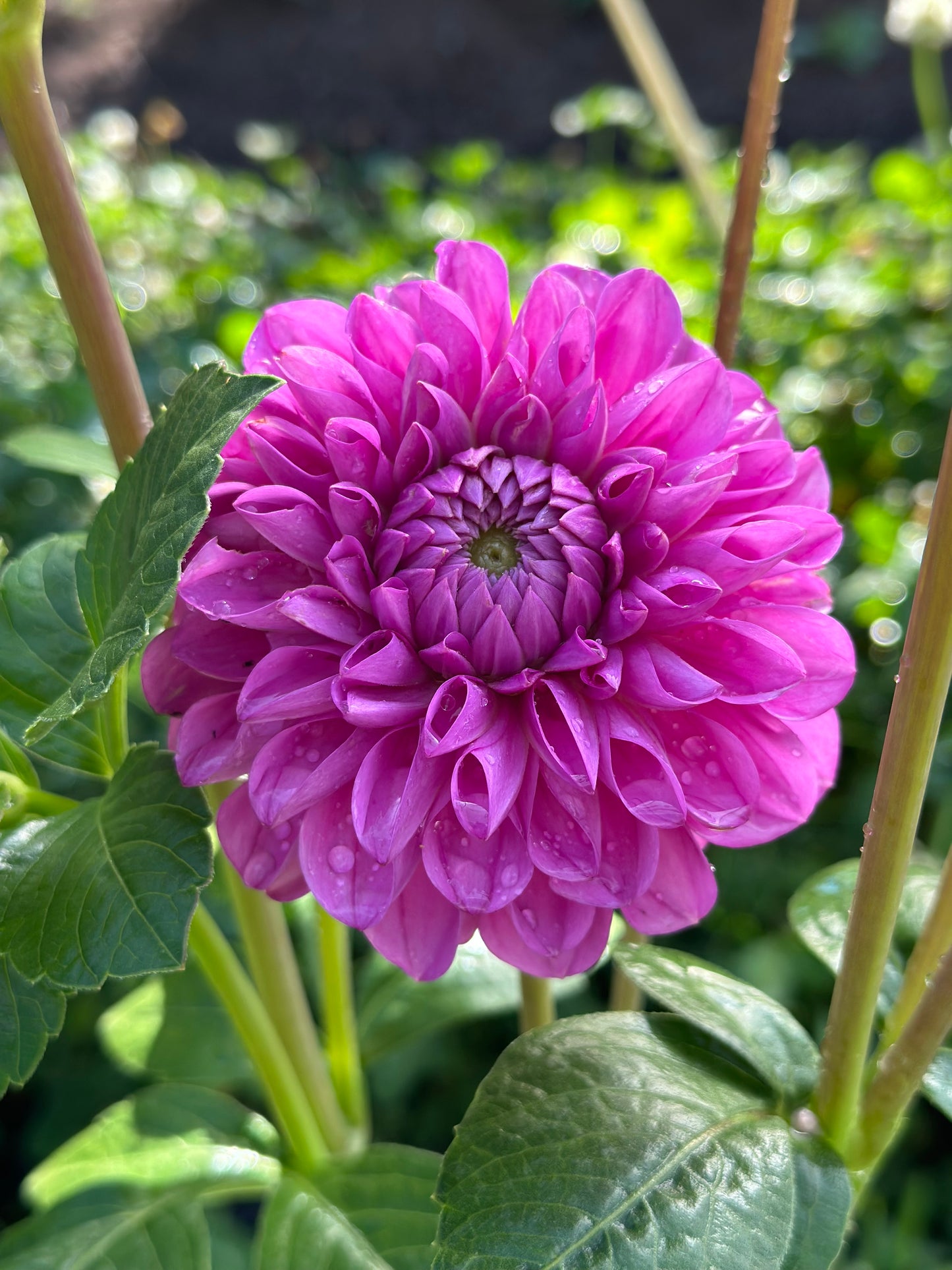 Bell’s Northern Sky Rooted Cutting