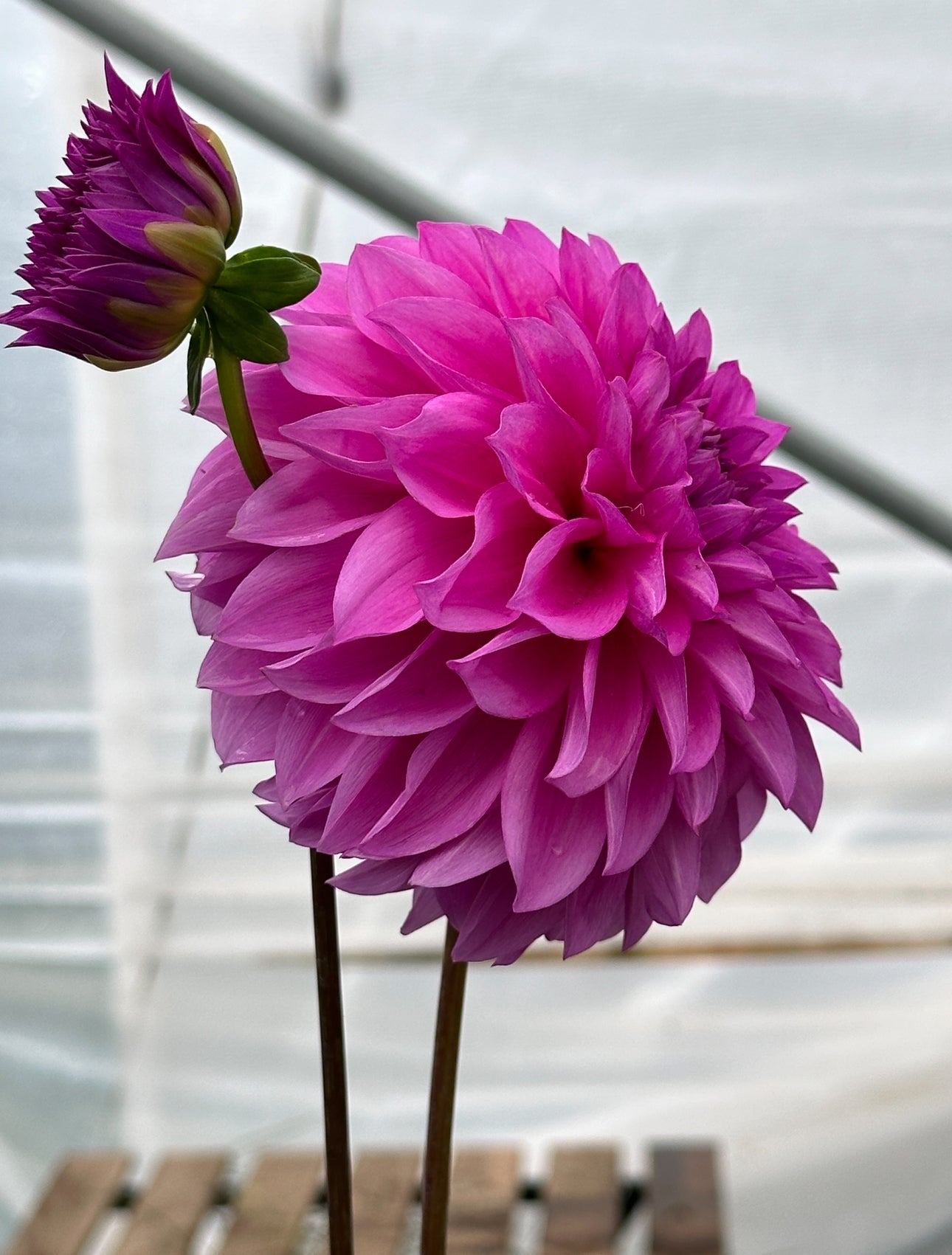 Bell’s Northern Sky Rooted Cutting