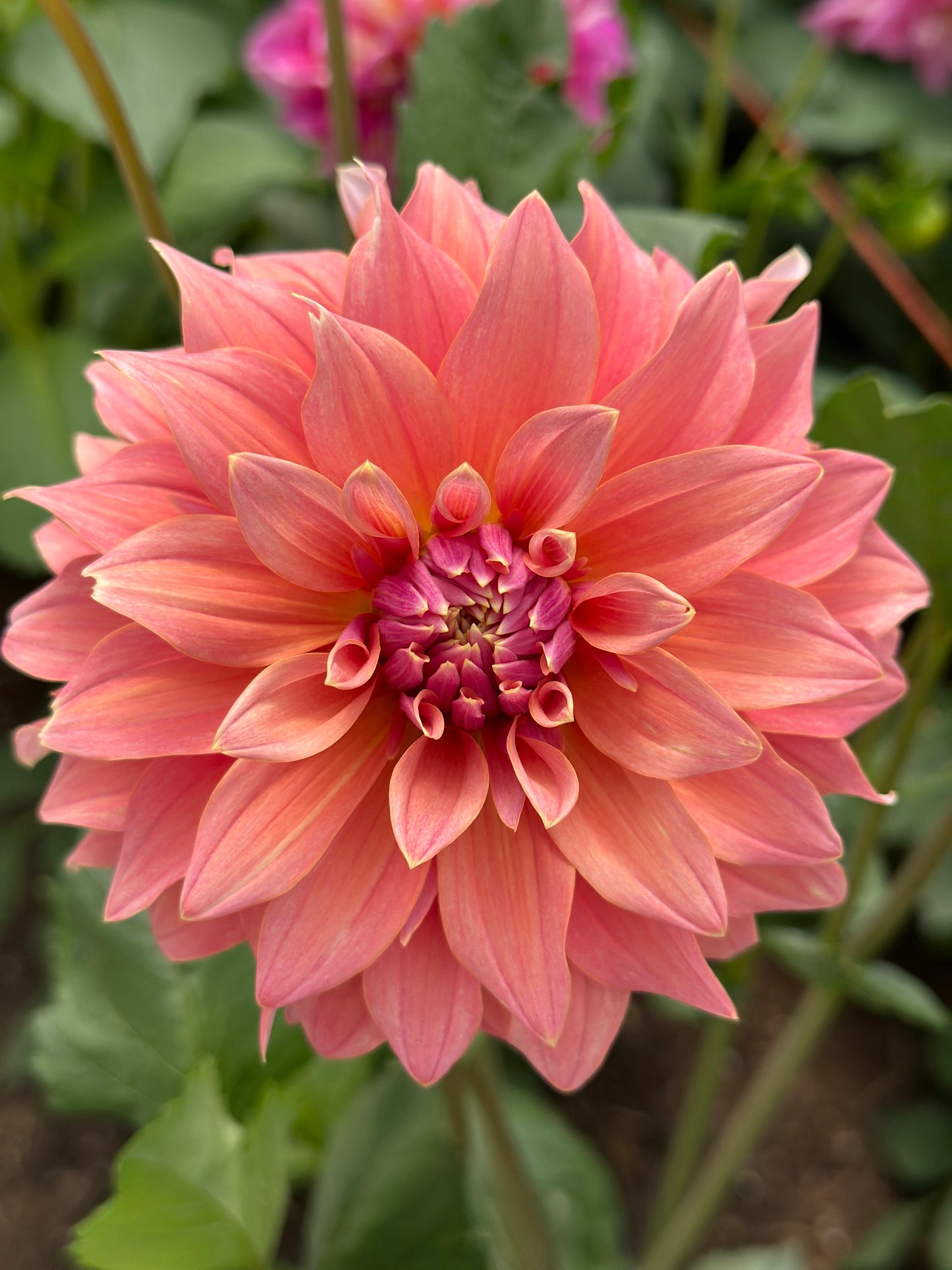 Bell’s Bobbie Dazzler