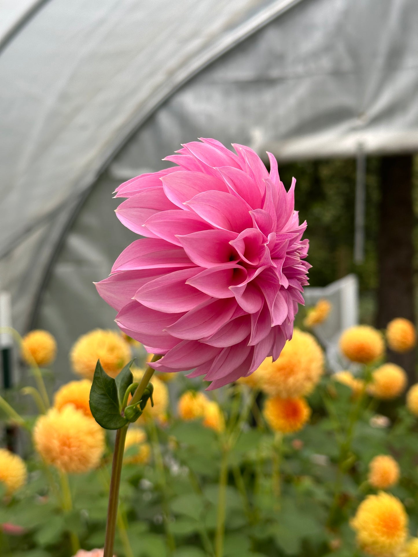 Bell’s Roslyn Rooted Cutting