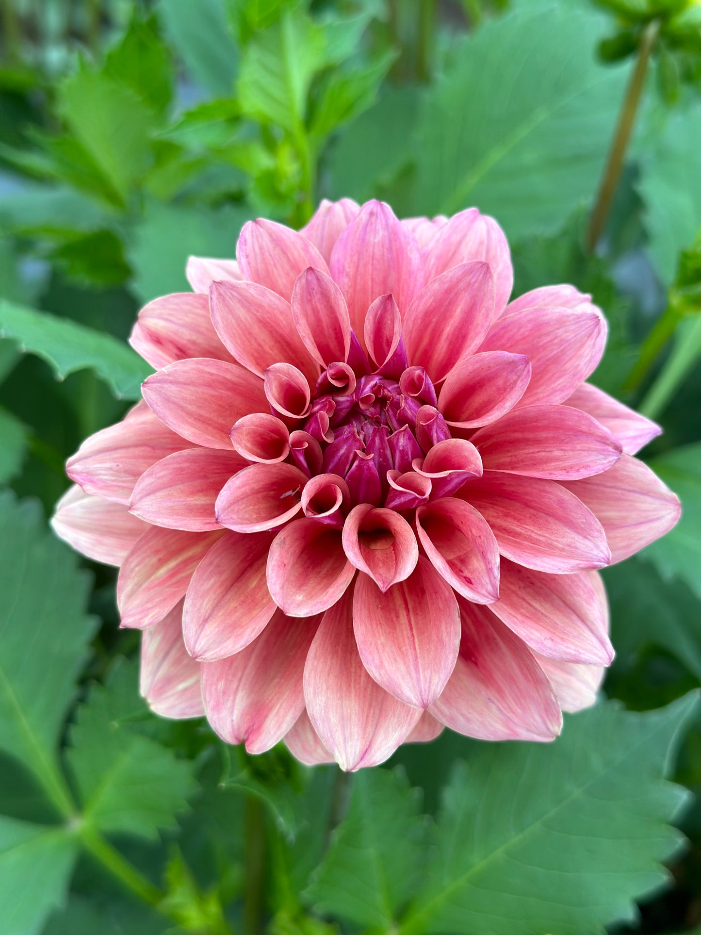 Bell’s Naima Rooted Cutting