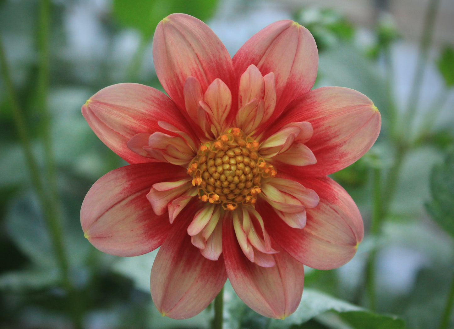 Bell’s Willowbrae Rooted Cutting