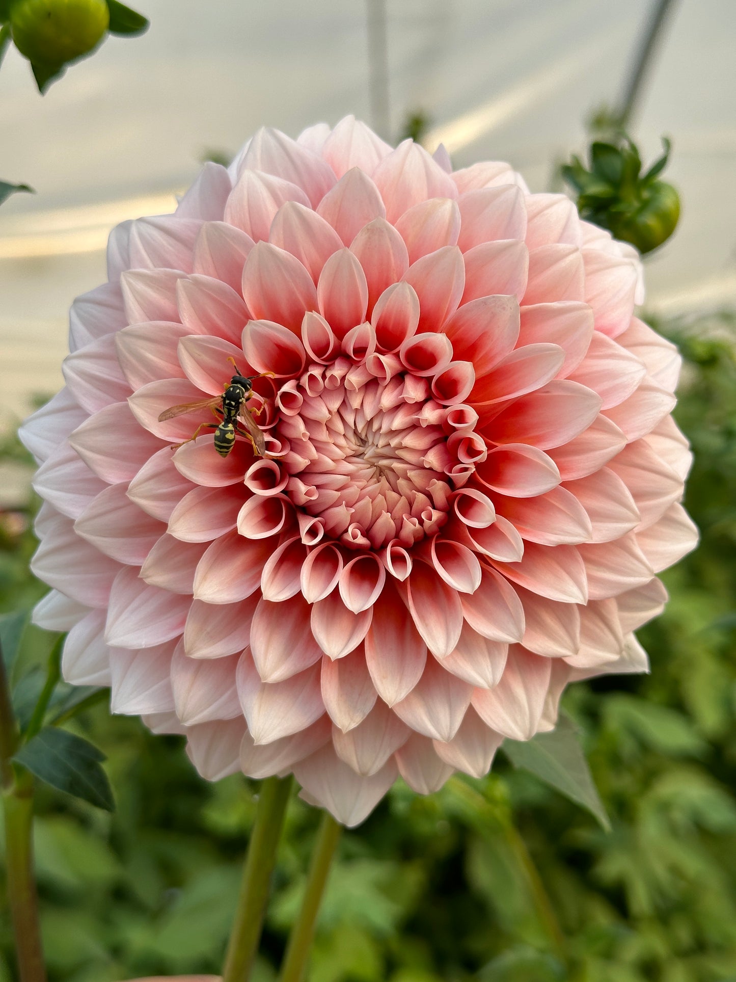 Bell’s Bonbori Rooted Cutting