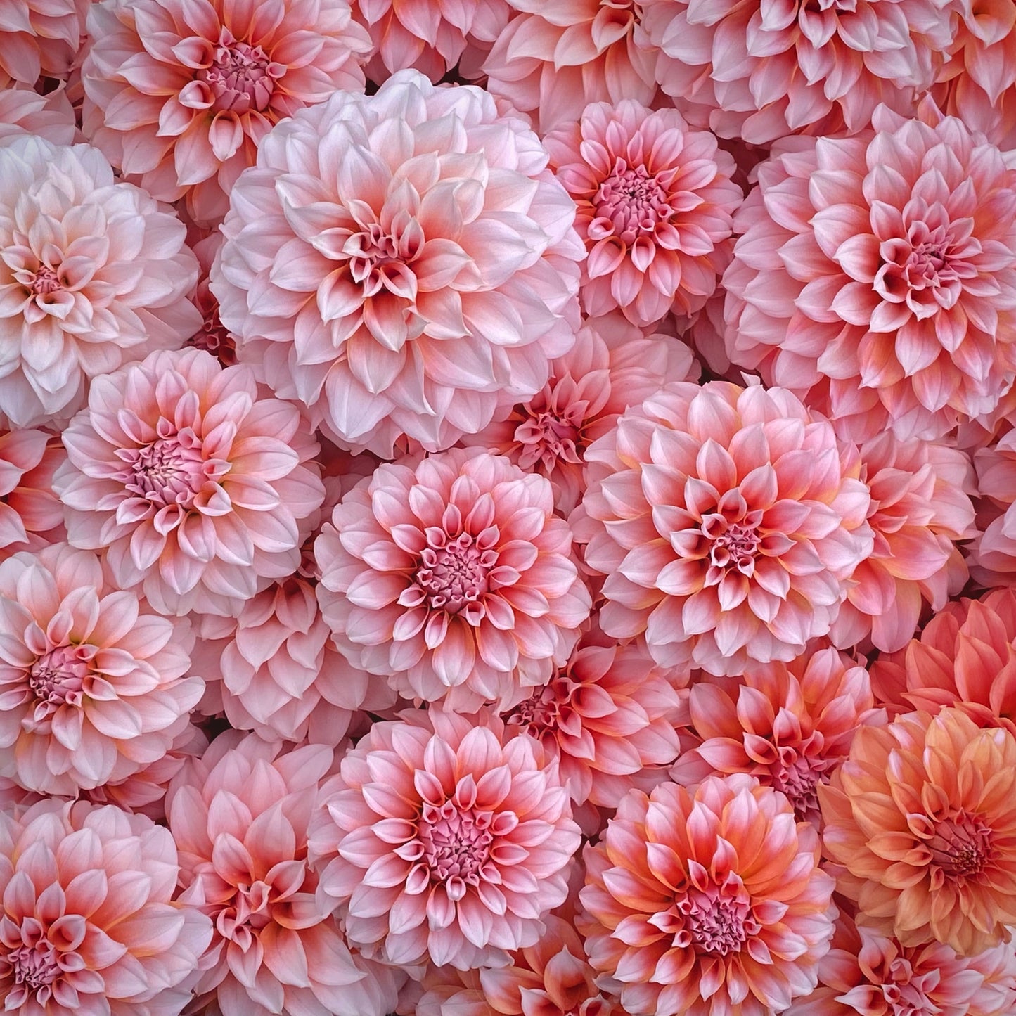 Peaches-N-Cream