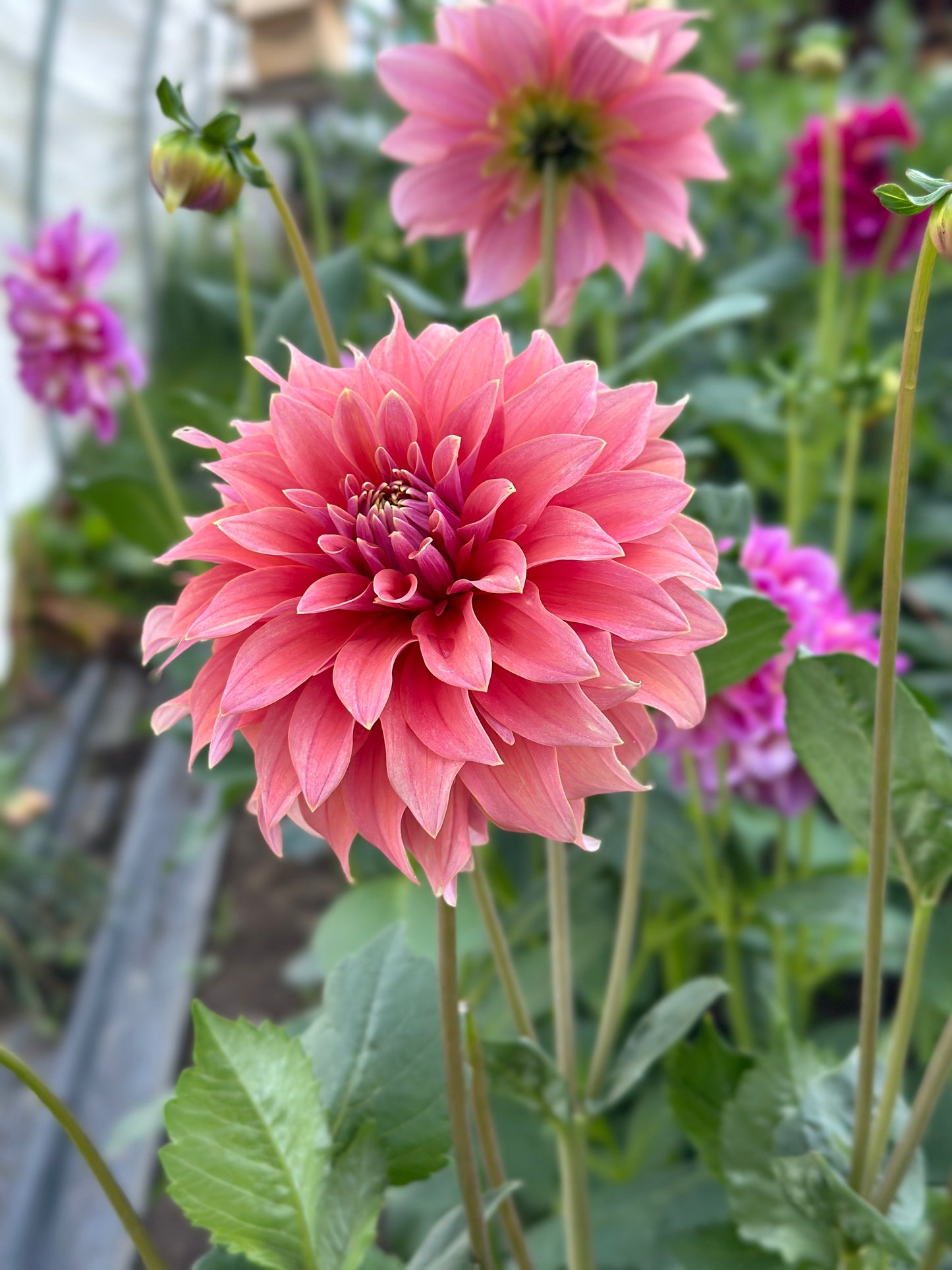 Bell’s Bobbie Dazzler