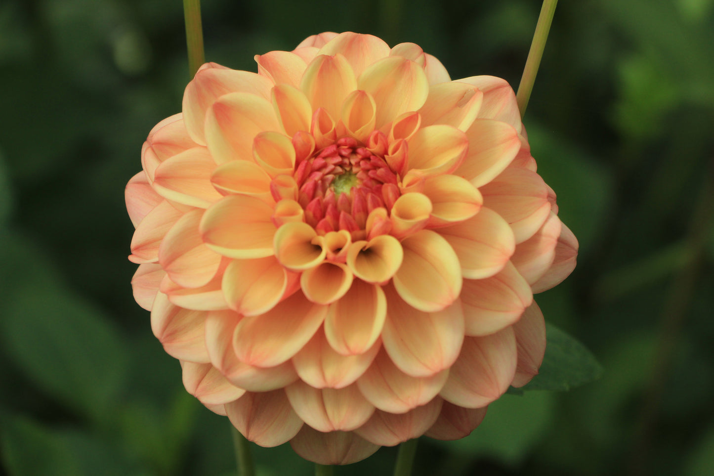 Bell’s Palermo Rooted Cutting