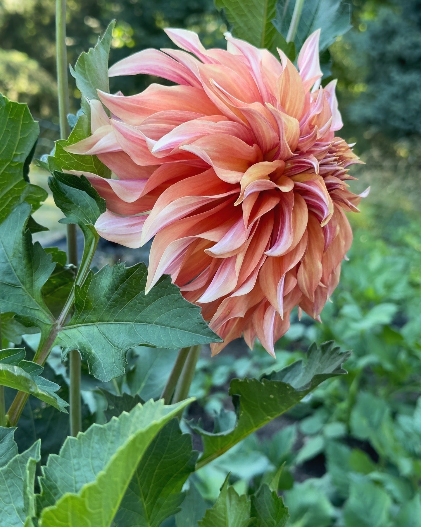 Bell’s Candela Rooted Cutting