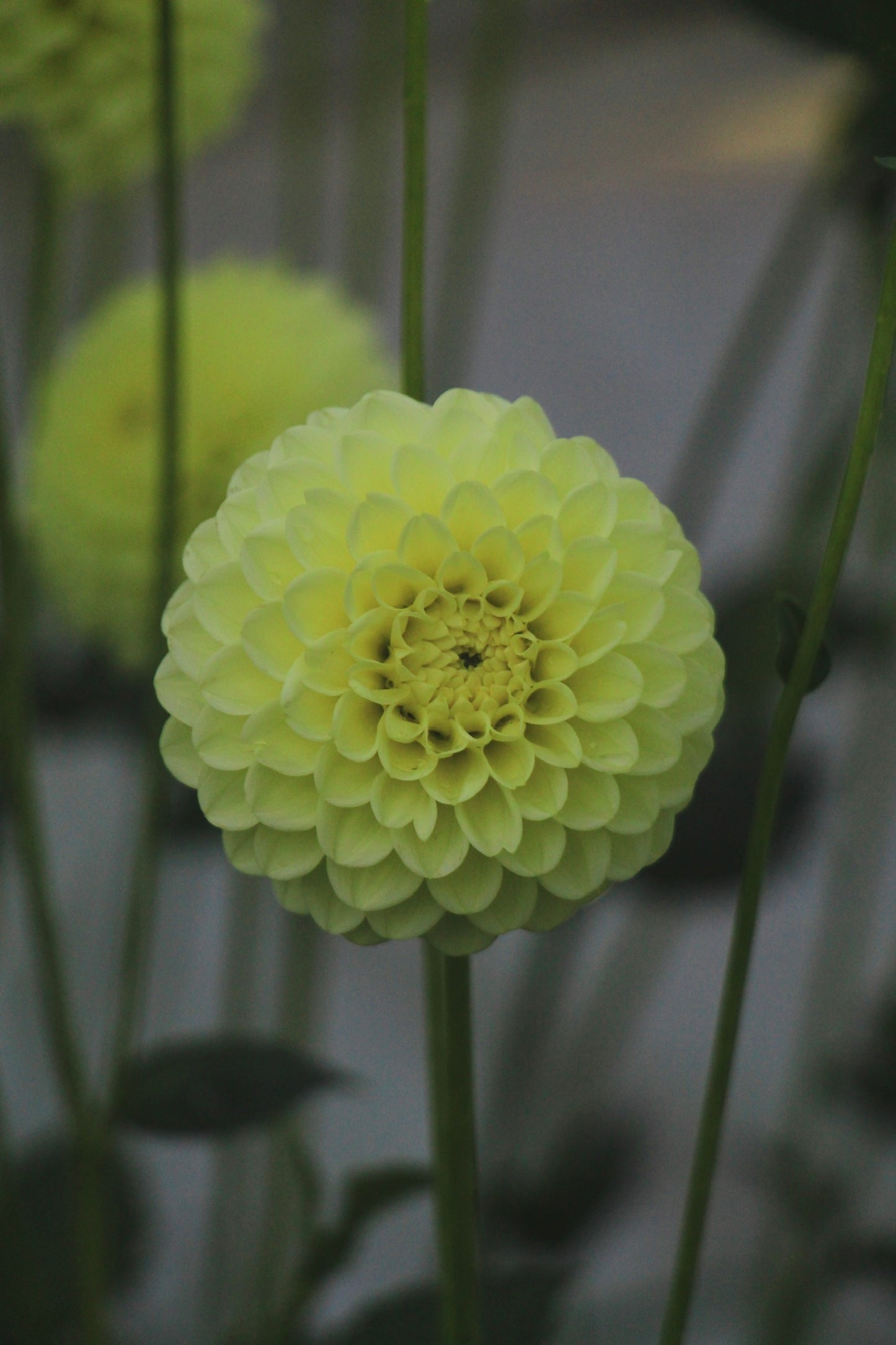 Bell’s Limelight Rooted Cutting