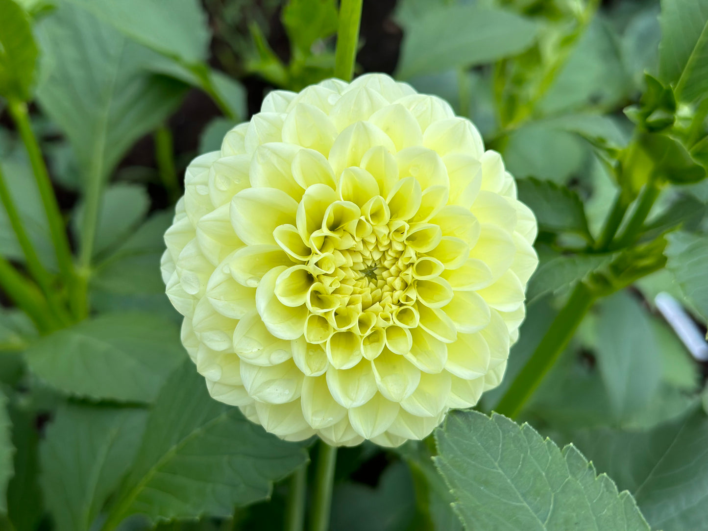 Bell’s Limelight Rooted Cutting