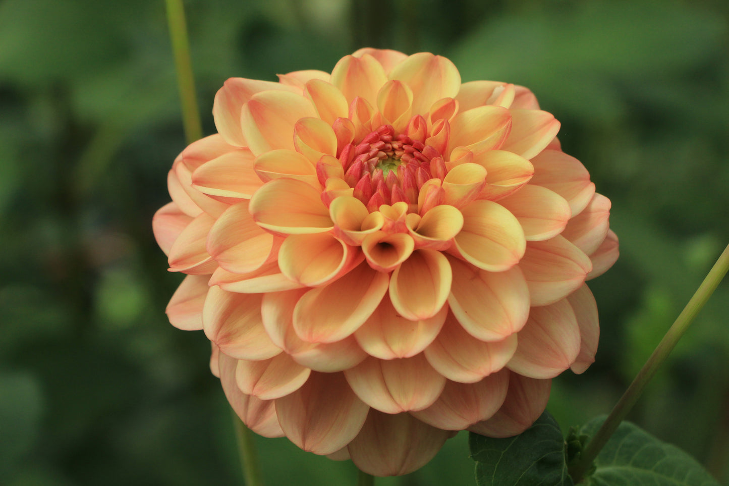 Bell’s Palermo Rooted Cutting