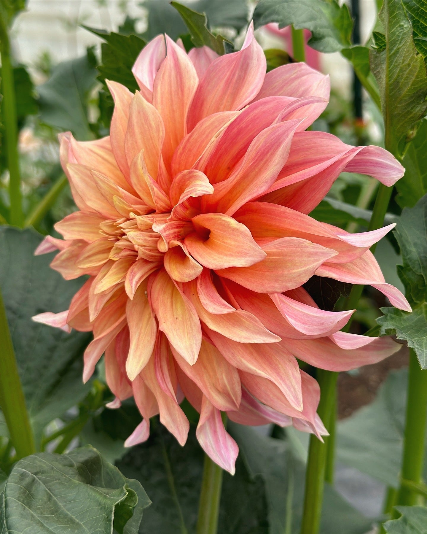 Bell’s Candela Rooted Cutting